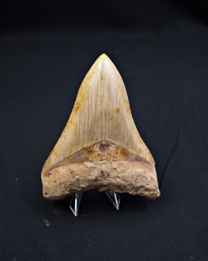 Otodus megalodon Sierra impecable