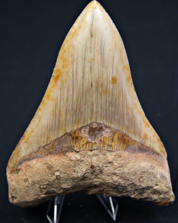 SONY DSC Otodus megalodon Sierra impecable