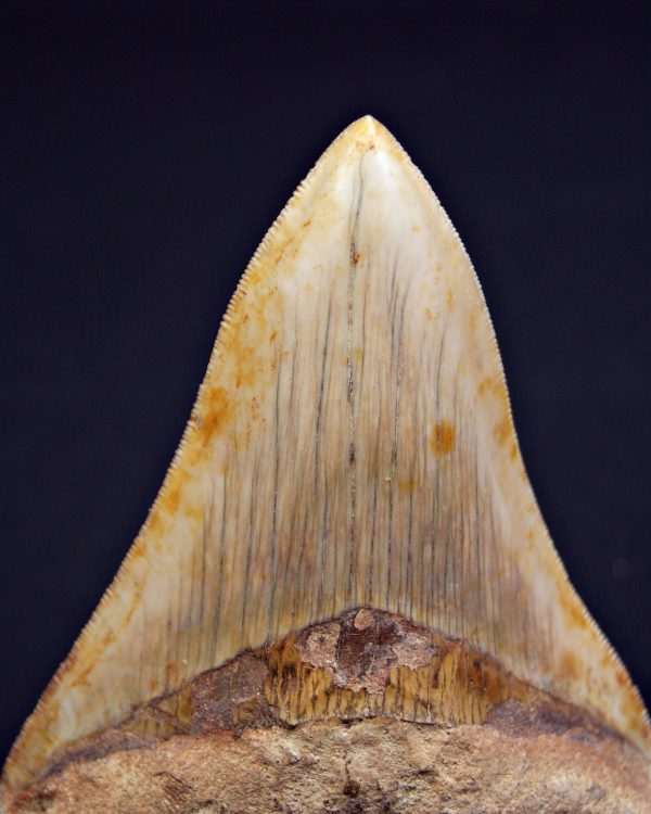 SONY DSC Otodus megalodon Sierra impecable