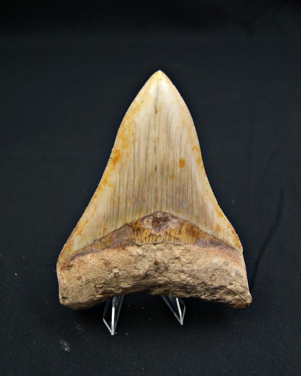 SONY DSC Otodus megalodon Sierra impecable