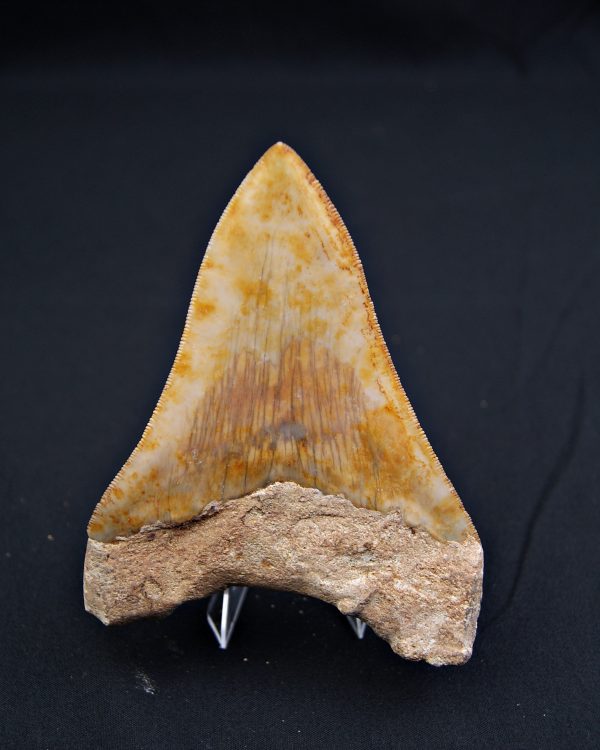 SONY DSC Otodus megalodon Sierra impecable