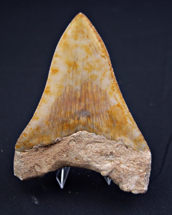 SONY DSC Otodus megalodon Sierra impecable