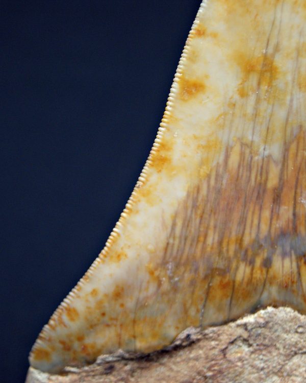 SONY DSC Otodus megalodon Sierra impecable