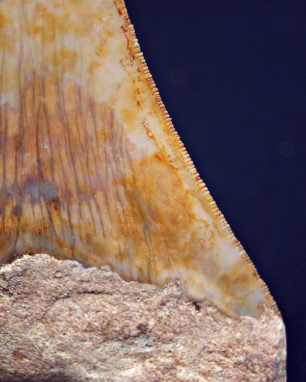 SONY DSC Otodus megalodon Sierra impecable