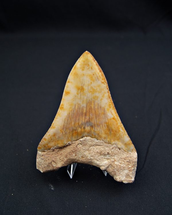 SONY DSC Otodus megalodon Sierra impecable