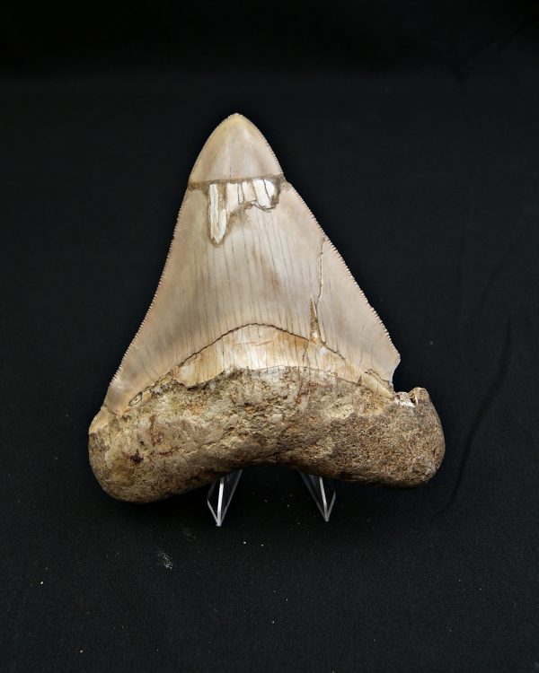 SONY DSC Diente grisáceo de Otodus megalodon