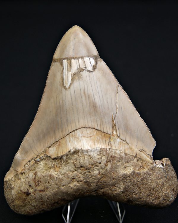 SONY DSC Diente grisáceo de Otodus megalodon