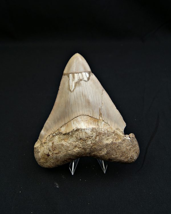 SONY DSC Diente grisáceo de Otodus megalodon