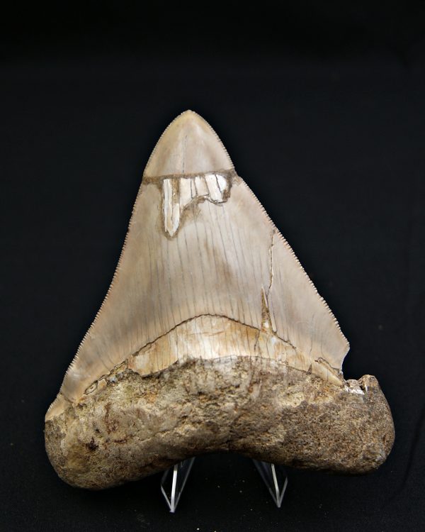 SONY DSC Diente grisáceo de Otodus megalodon