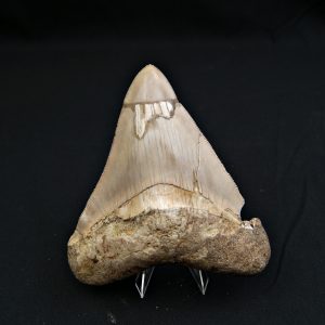 Diente grisáceo de Otodus megalodon