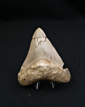 SONY DSC Diente grisáceo de Otodus megalodon