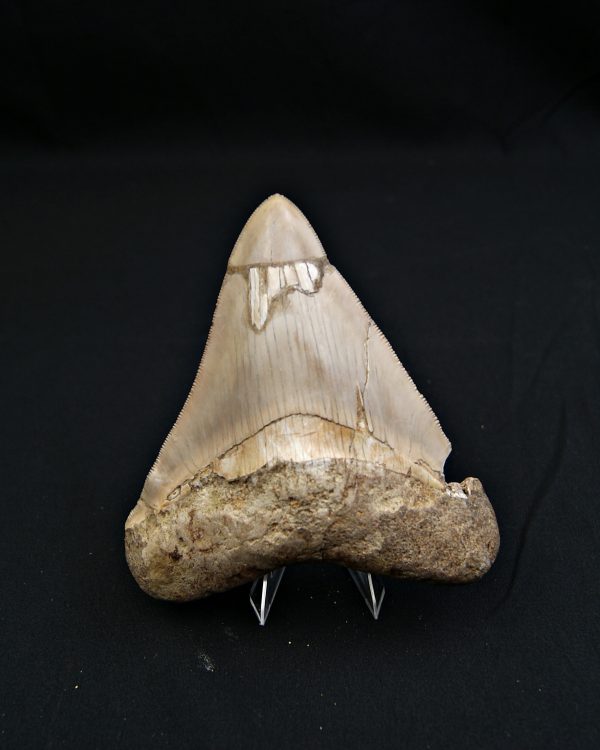 SONY DSC Diente grisáceo de Otodus megalodon