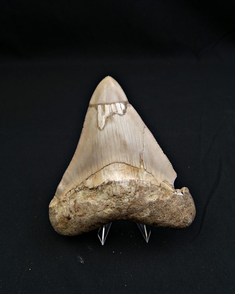 Diente grisáceo de Otodus megalodon