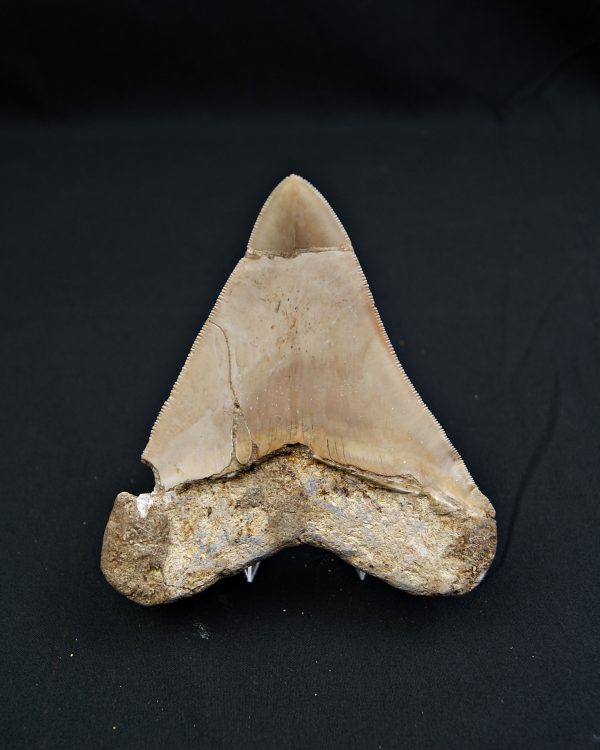 SONY DSC Diente grisáceo de Otodus megalodon