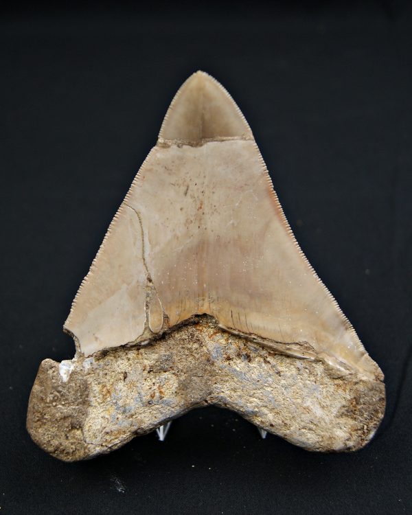 SONY DSC Diente grisáceo de Otodus megalodon