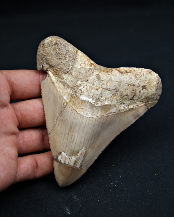 SONY DSC Diente grisáceo de Otodus megalodon