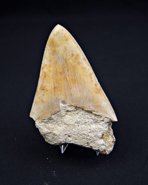 Otodus megalodon natural