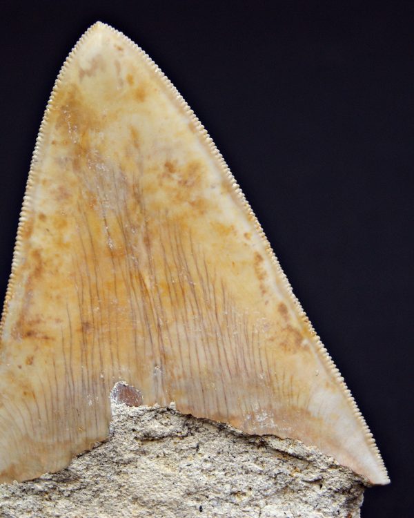 Otodus megalodon natural