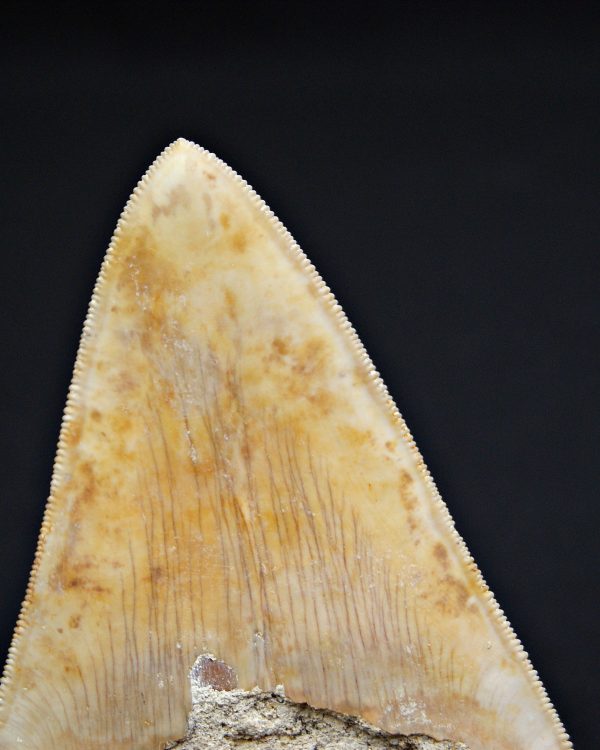 Otodus megalodon natural
