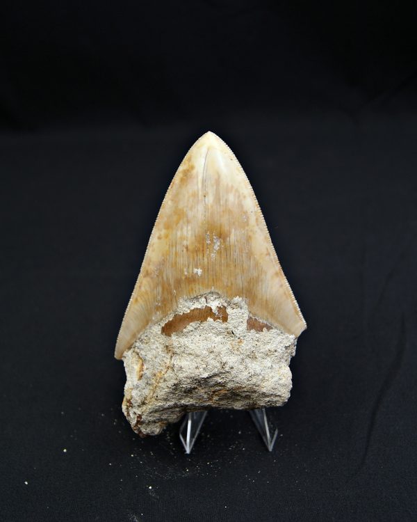 Otodus megalodon natural