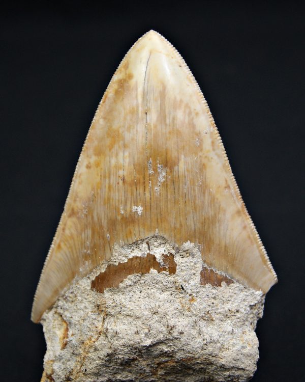 Otodus megalodon natural