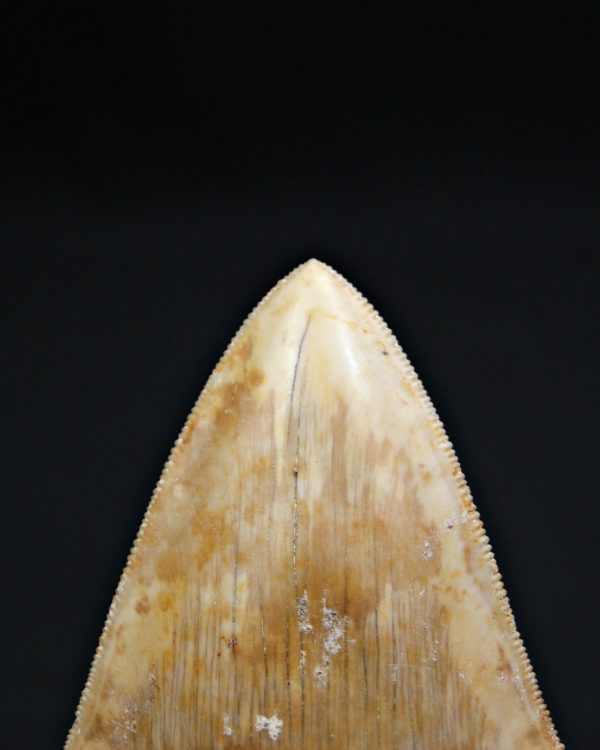 Otodus megalodon natural