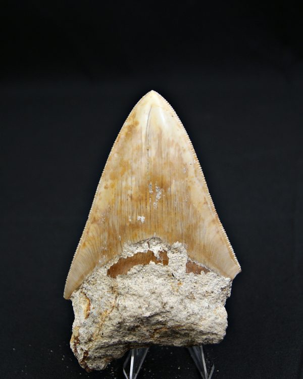 Otodus megalodon natural
