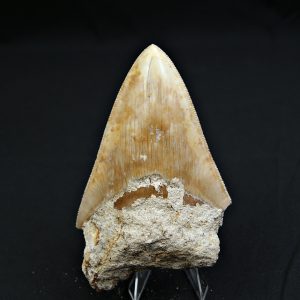 Otodus megalodon natural