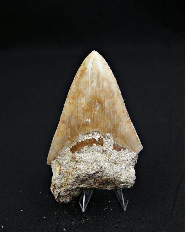 Otodus megalodon natural