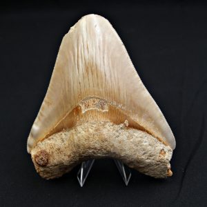 Megalodón Natural 12.5cm