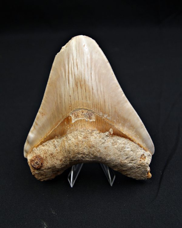 Megalodón Natural 12.5cm