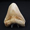 Megalodón Natural 12.5cm