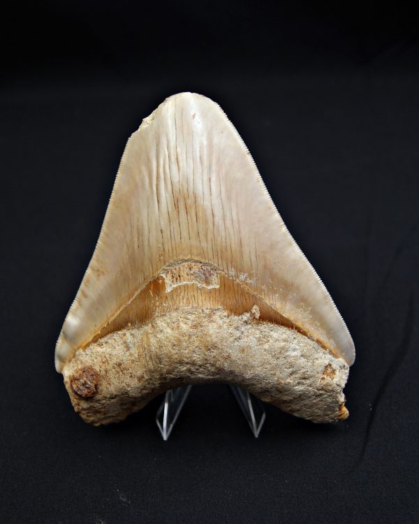 Megalodón Natural 12.5cm