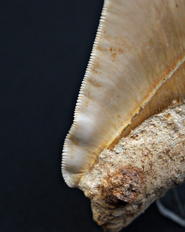 Megalodón Natural 12.5cm