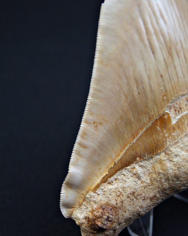 Megalodón Natural 12.5cm