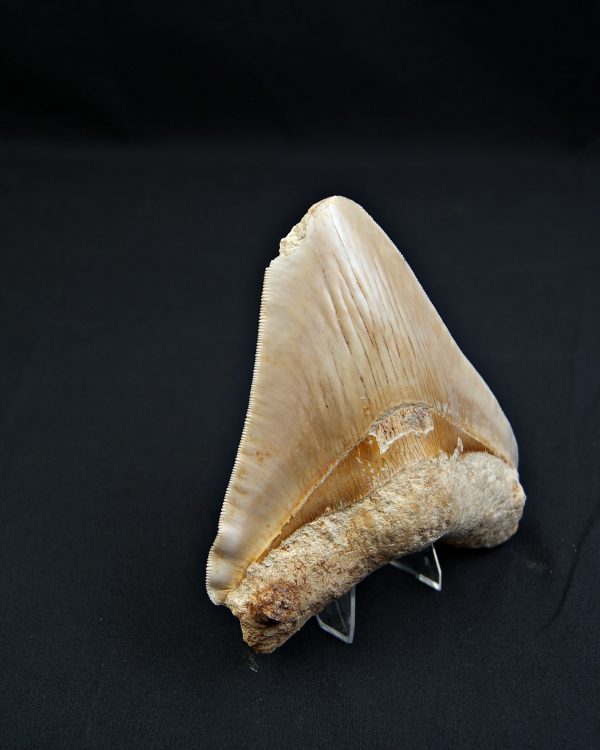 Megalodón Natural 12.5cm