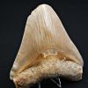 Megalodón Natural 12.5cm