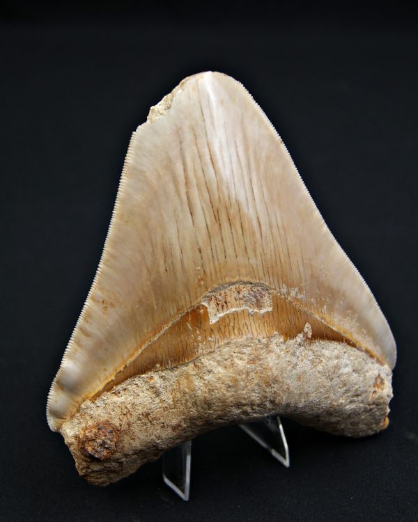 Megalodón Natural 12.5cm