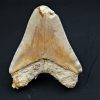 Megalodón Natural 12.5cm