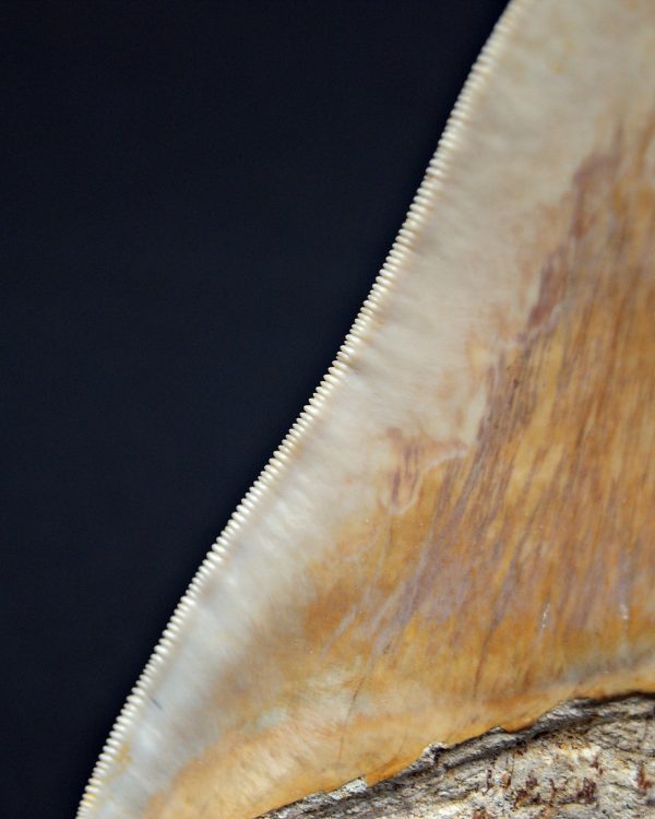 Megalodón Natural 12.5cm