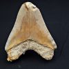 Megalodón Natural 12.5cm