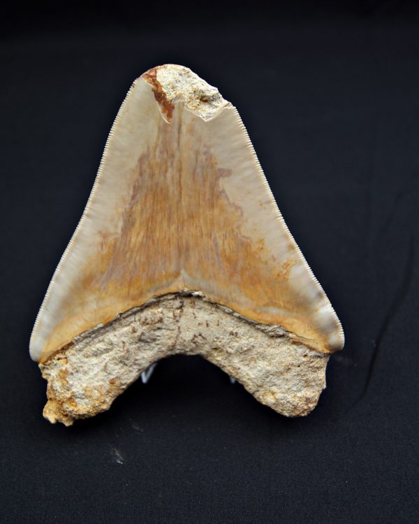 Megalodón Natural 12.5cm