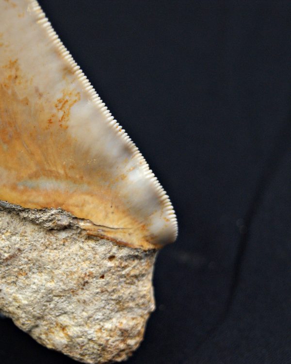 Megalodón Natural 12.5cm