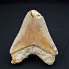Megalodón Natural 12.5cm