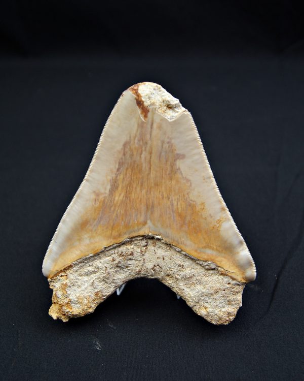 Megalodón Natural 12.5cm