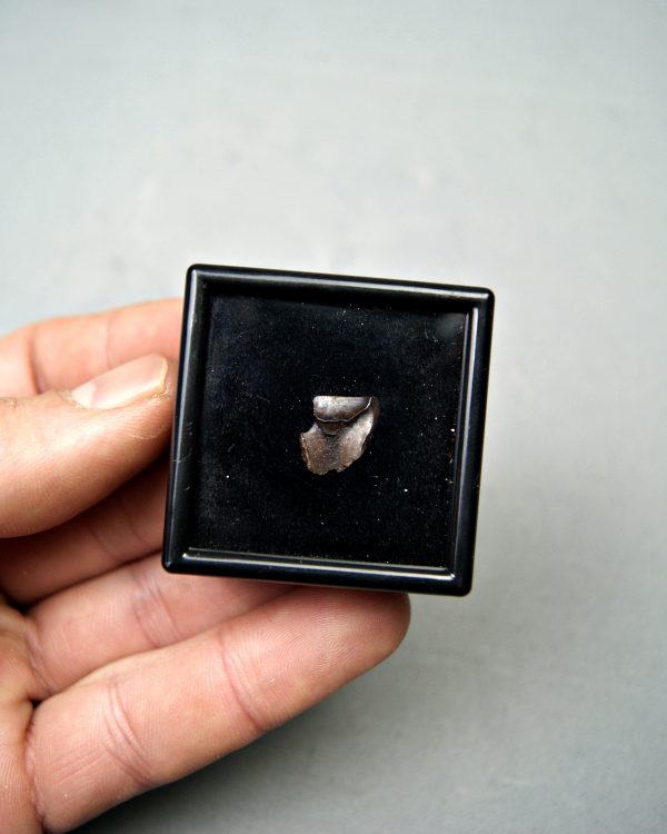 Triceratops horridus