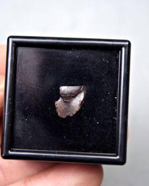 Triceratops horridus