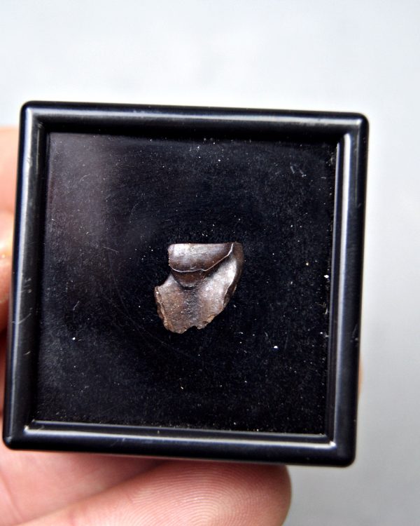 Triceratops horridus