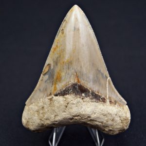 Otodus megalodon Java, Indonesia