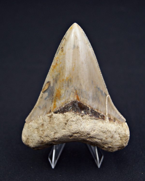 Otodus megalodon Java, Indonesia